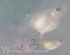 露肠图片,揭秘人体消化系统的奥秘