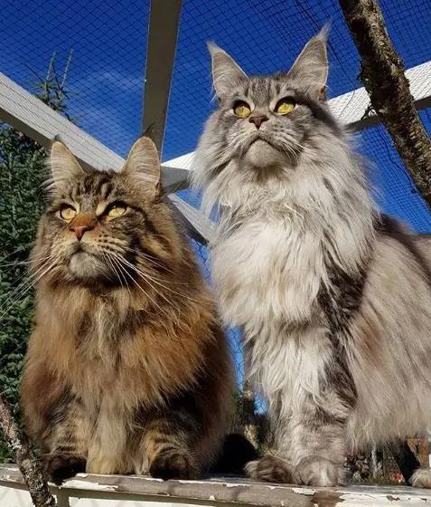 帅猫咪图片,帅猫咪的迷人风采